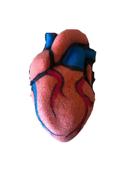 Anatomía